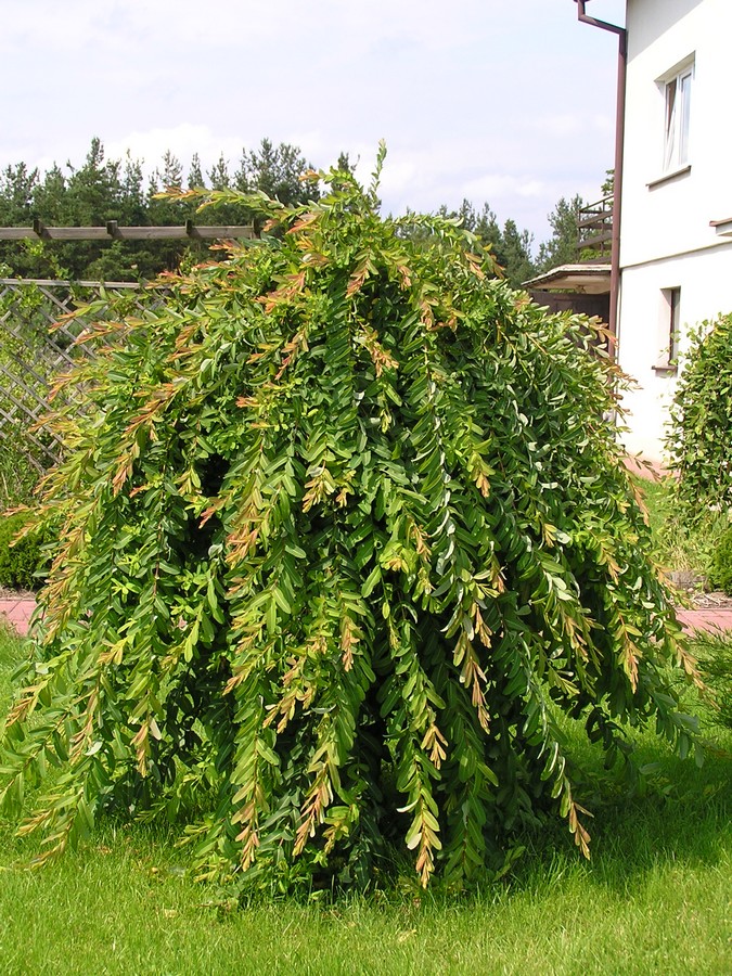 Ива Цельнолистная Пендула фото 8