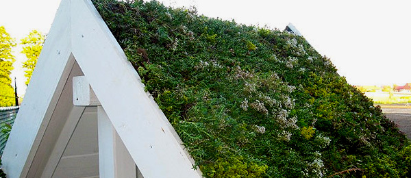 dachy pokryte trawa green roof system