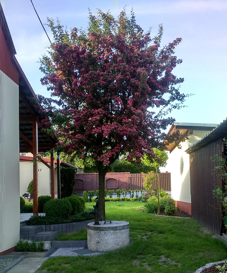 ogrody przydomowe arch garden