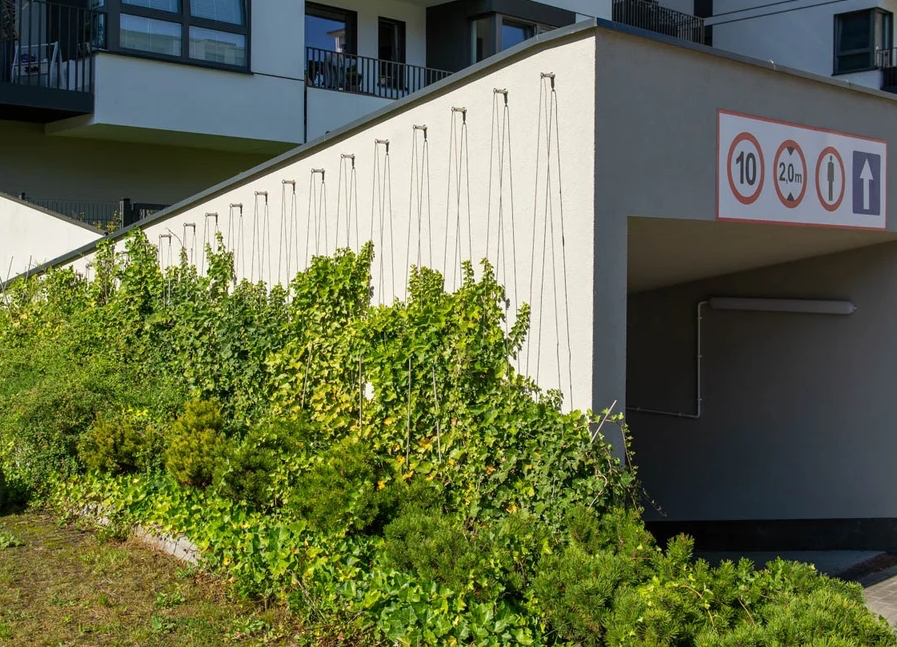 linki do pnączy linplast