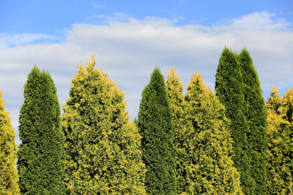 Szpaler różnokolorowych tuj