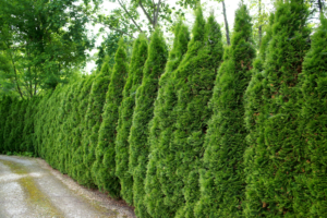 Szpaler zielonych tuj