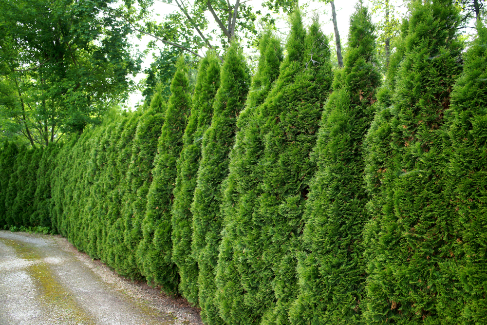 Szpaler zielonych tuj